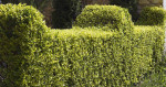 Affordable Lawn mowing, Yard cleaning, Tree work, bush clearance, etc