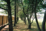 OPEN HOUSE SUN 1-3pm (DUPLEX) Avail Now