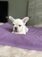 Puppies of French Bulldog