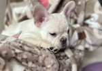 Puppies of French Bulldog