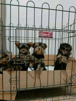 Yorkie for adoption