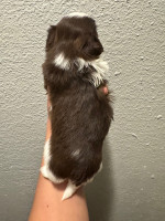 Imperial shih Tzu