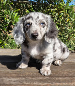 Gorgeous miniature dachshund