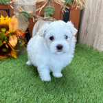 Maltese puppy for  rehoming