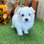 Maltese puppy for  rehoming