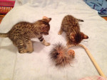 Male & female f1 savannahs