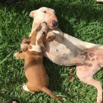 Adorable Bull Terrier Puppies for Sale – Playful, Healthy, and Ready for Their New Homes!