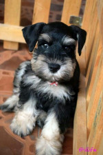 Miniature schnauzer puppy