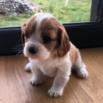 KING CHARLES PUPPY AVAILABLE FOR REHOMING