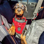 Very lovable Doberman Pinscher and get along very well with other animals