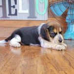 Beautiful KC Reg Beagle Pups - Ready Now