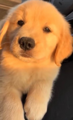 Molly is a good girl, playful, funny, smart, energetic golden retriever, who loves to chase balls and cuddle on the couch. She’s shy, she’s interactive.