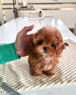 Super cute and healthy Pomeranian Puppies available for a new home.