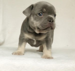 French bulldog puppy