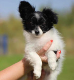 Papillon puppy looking for their new forever homes