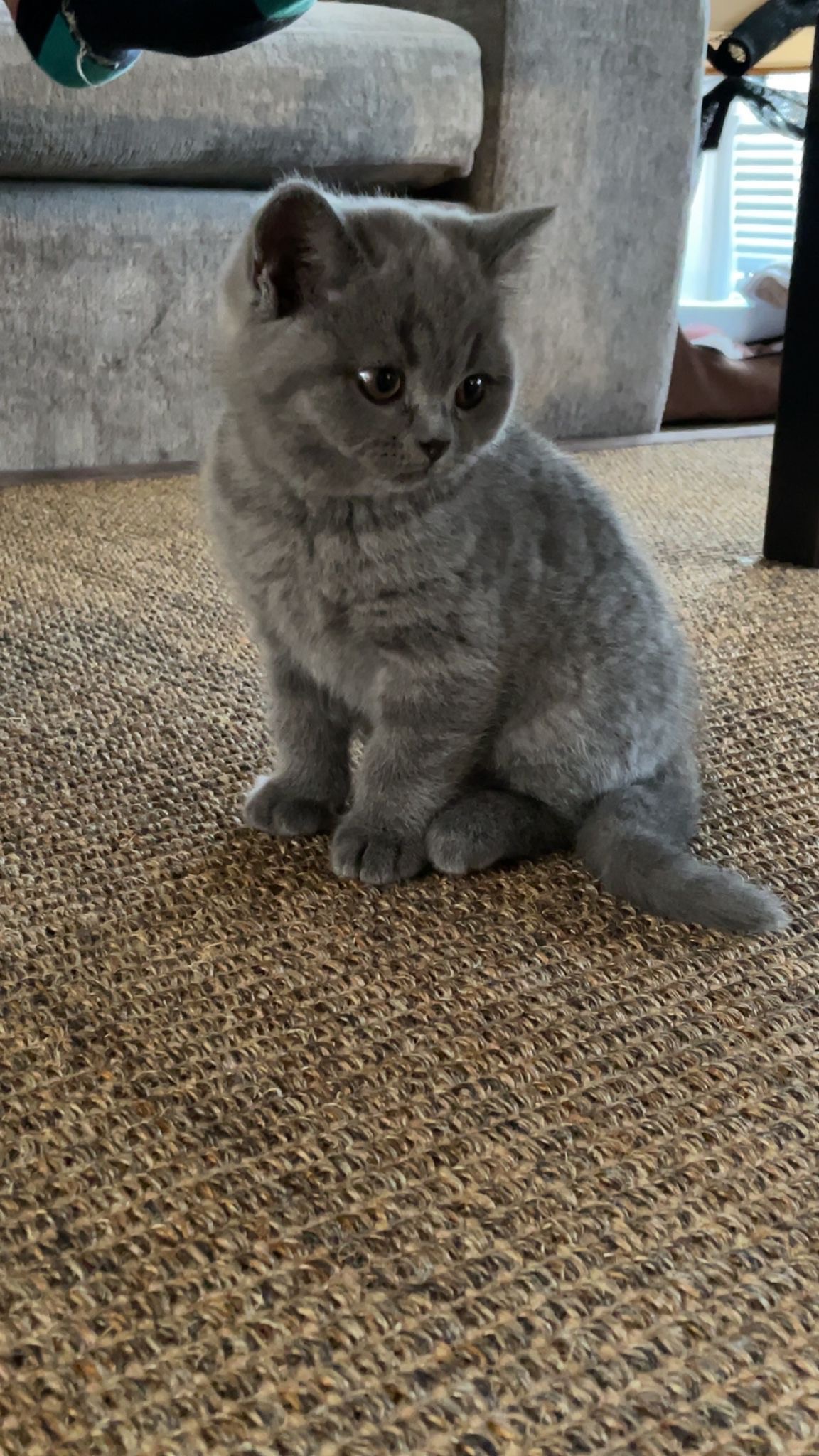 British shorthair