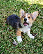 Pembroke Welsh Corgi Puppies Ready For New Homes