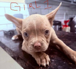 Frenchton puppies