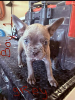 Frenchton puppies