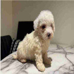 If you are looking for a loyal, intelligent, and affectionate dog, our beautiful maltipoo are ready to find their forever homes ! These puppies combine the best traits of two fantastic breeds, making them the ideal family pet.