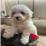 If you are looking for a loyal, intelligent, and affectionate dog, our beautiful maltipoo are ready to find their forever homes ! These puppies combine the best traits of two fantastic breeds, making them the ideal family pet.