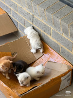 All are available now for adoption