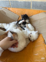 All are available now for adoption