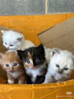 All are available now for adoption