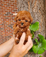 Poodle puppies