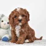 CAVAPOO - ( CHARLIE  )10 WEEKS OLD MALE