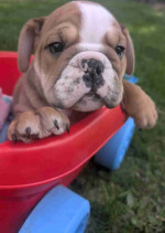 English bulldogs