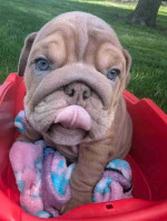 English bulldogs