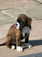 Boxer puppies