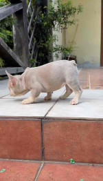 $200 reservation fees for available puppies