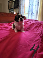 $200 reservation fees for available puppies
