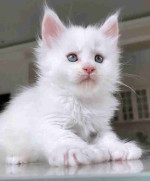 Fluffy Maincoon kittens searching for good homes