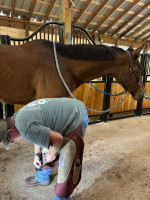 ⭐️ 2021 OTTB Gelding – Tall, Talented & Trainable Prospect ⭐️