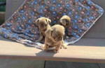 Charmimg Sweet Male and Female Pug Puppies Searching New Home