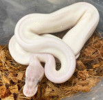 BELs pied ballpython