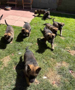 Home Trained Charming Male and Female German Shepherd Puppies Ready