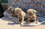 Charming Sweet Male and Female Pug puppies Searching New Home