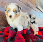 Australian shepherds pups
