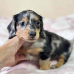 Betty Mini dachshund