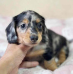 Betty Mini dachshund