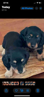 KC Miniature Longhaired Dachshunds Puppies
