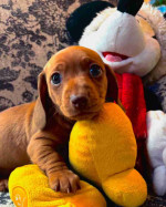Our six weeks old Jack