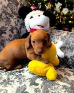 Our six weeks old Jack