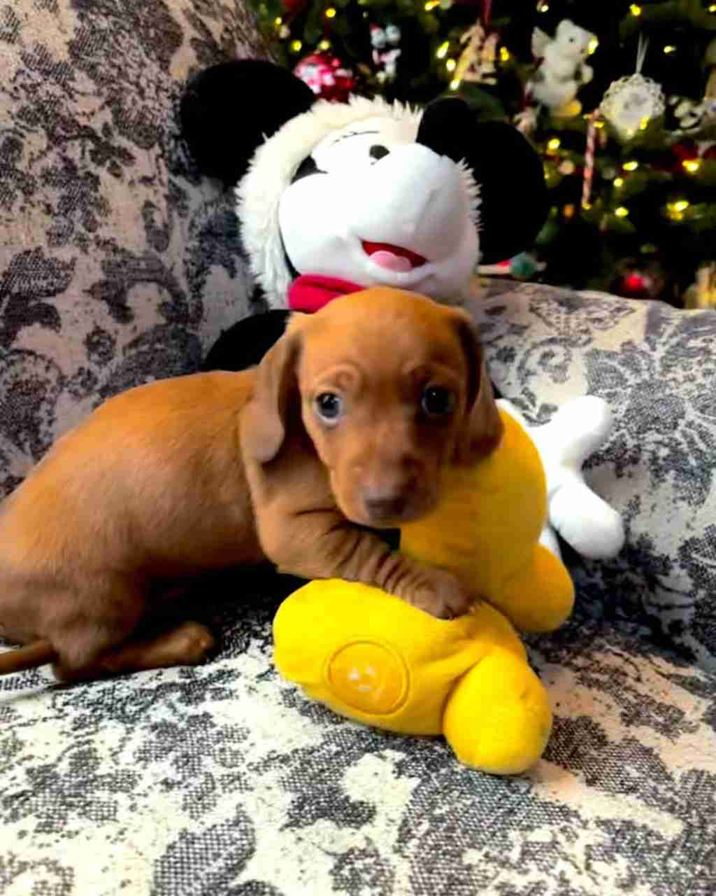 Our six weeks old Jack