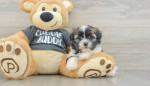 Adopt Adorable Shih Tzu Puppies! 🐾✨