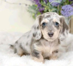 Puppy 🐶 for adoption